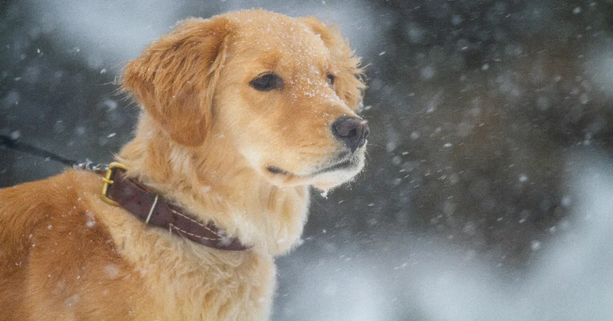 The Unbreakable Bond: Exploring the Relationship Between a Dog and Dog Parents