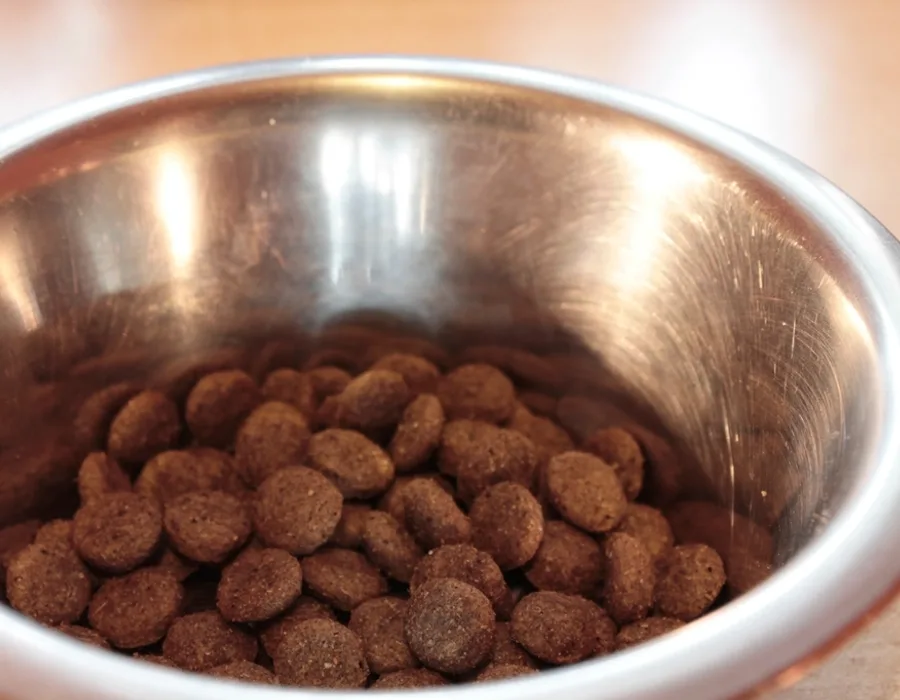 Automatic Pet Feeders