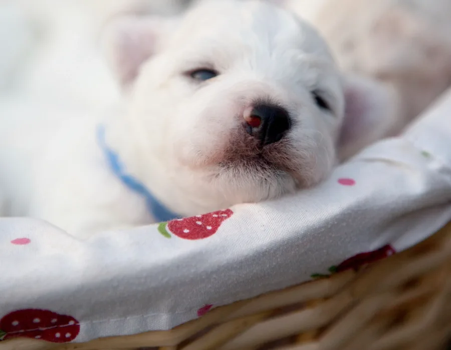 Dog Crates