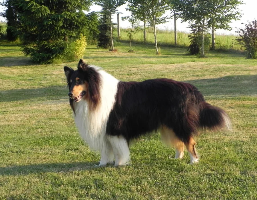Flea and Tick Treatments