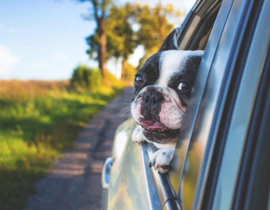 Pet Carriers