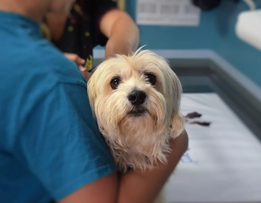 Pet Insurance