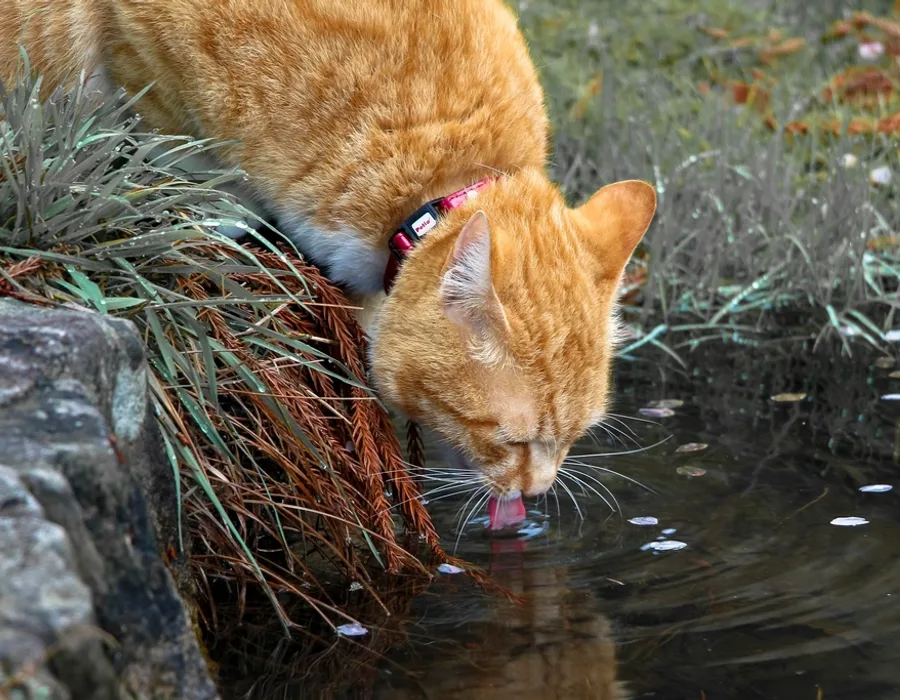 Pet Water Fountains